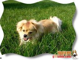 国产蝴蝶犬图片视频播放,灵动优雅，魅力四溢的犬界明星