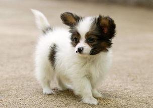 国产蝴蝶犬图片视频播放,灵动优雅，魅力四溢的犬界明星